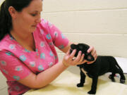 Janet Winikoff/ Humane Society of Vero Beach and Indian River County
Veterinary technician Aubrey Mallory checks the teeth of a 6-week-old male pit bull mix named Kobe in Vero Beach, Fla. Regular exams help spot bad breath, an early warning sign of pet dental disease.