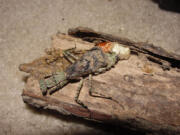 This undated photo provided by Yen Saw shows a Grizzled mantis, Gonatista grisea, in Katy, Texas. Saw has been keeping mantises for nearly ten years, since his son got interested in them. One interesting aspect of keeping insects is that in a limited space and over a short time you can breed many generations.