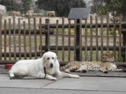 Shiley, a 3 1/2-year-old male cheetah, and Yeti, a female Anatolian shepherd who serves as Shiley's partner, take a break outside the elephant enclosure during a walk through Safari Park in Escondido, Calif.