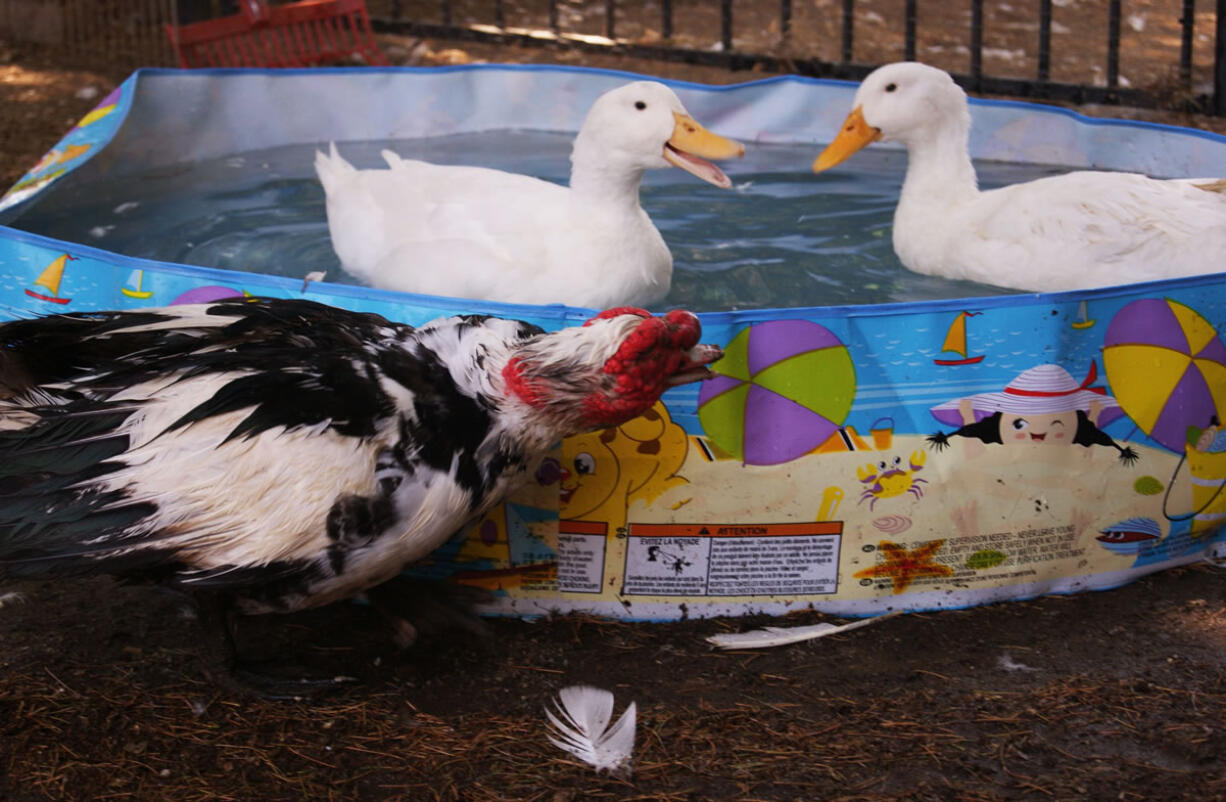 A Muscovy male duck named Quasimodo looks on while two Pekin ducks play in a swimming pool at The Lucky Duck Rescue &amp; Sanctuary in Sun Valley, Calif.