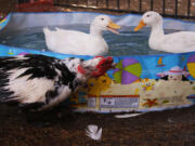 A Muscovy male duck named Quasimodo looks on while two Pekin ducks play in a swimming pool at The Lucky Duck Rescue &amp; Sanctuary in Sun Valley, Calif.