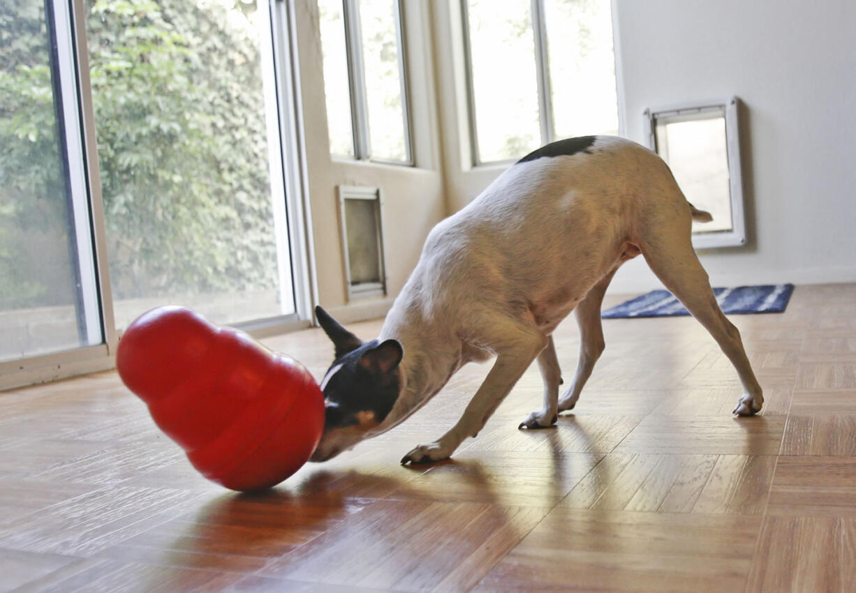 Dinky, the tiny pure bred rat terrier pet of Melissa Duffy, attacks the toy known as &quot;Kong,&quot; which releases treats when tilted the right way in Carlsbad, Calif.  &quot;She starts to get anxious when I am getting ready to go out, whining, pacing, shivering,&quot; Duffy says.