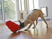 Dinky, the tiny pure bred rat terrier pet of Melissa Duffy, attacks the toy known as &quot;Kong,&quot; which releases treats when tilted the right way in Carlsbad, Calif.  &quot;She starts to get anxious when I am getting ready to go out, whining, pacing, shivering,&quot; Duffy says.