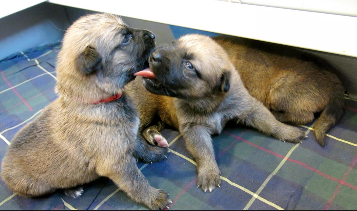 This November 2013 photo shows two puppies from a litter of 13 in Fort Collins, Colo. Research indicates that puppies at this age can recognize their siblings&#039; scent.