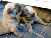 This November 2013 photo shows two puppies from a litter of 13 in Fort Collins, Colo. Research indicates that puppies at this age can recognize their siblings&#039; scent.