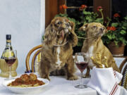 Toast, left, a 10-year-old King Charles puppy-mill rescue, and 7-year-old Finn pose for their &quot;Lady and the Tramp&quot; photo taken at Mediterraneo Restaurant in New York.