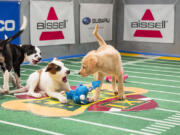 Puppies play on the field during &quot;Puppy Bowl IX&quot; in New York.