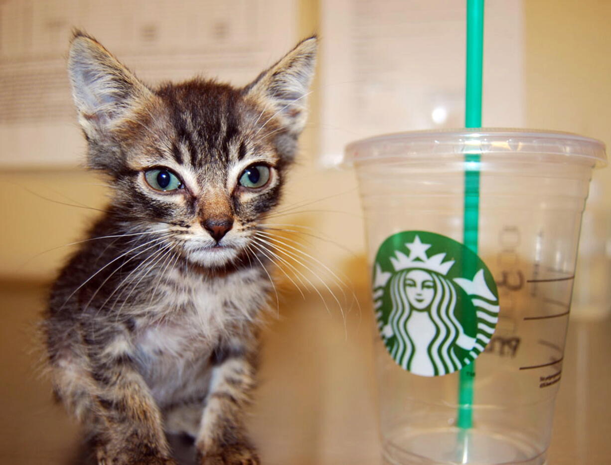 Runt kitten Little Big Burger in Sherwood, Ore., weighed about 11 ounces at 6 1/2 weeks old.