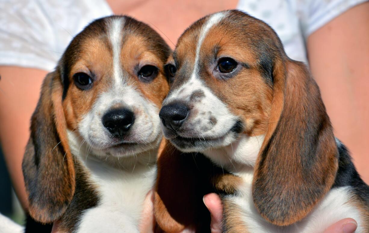 This Sept. 29, 2015, photo provided by Cornell University College of Veterinary Medicine shows seven week-old puppies born by in vitro fertilization at the Baker Institute for Animal Health in Ithaca, N.Y. The advancement opens the door for conserving endangered species of canids and for eradicating heritable diseases in dogs.