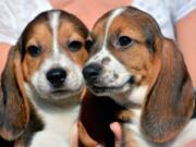 This Sept. 29, 2015, photo provided by Cornell University College of Veterinary Medicine shows seven week-old puppies born by in vitro fertilization at the Baker Institute for Animal Health in Ithaca, N.Y. The advancement opens the door for conserving endangered species of canids and for eradicating heritable diseases in dogs.