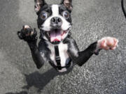 Piggy, a 2-year-old Boston terrier, stands for photographer Elias Weiss Friedman in New York.