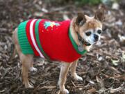 Right: Eight-year old Chihuahua Coco gets out in the winter cold in his new Christmas sweater in Los Angeles.