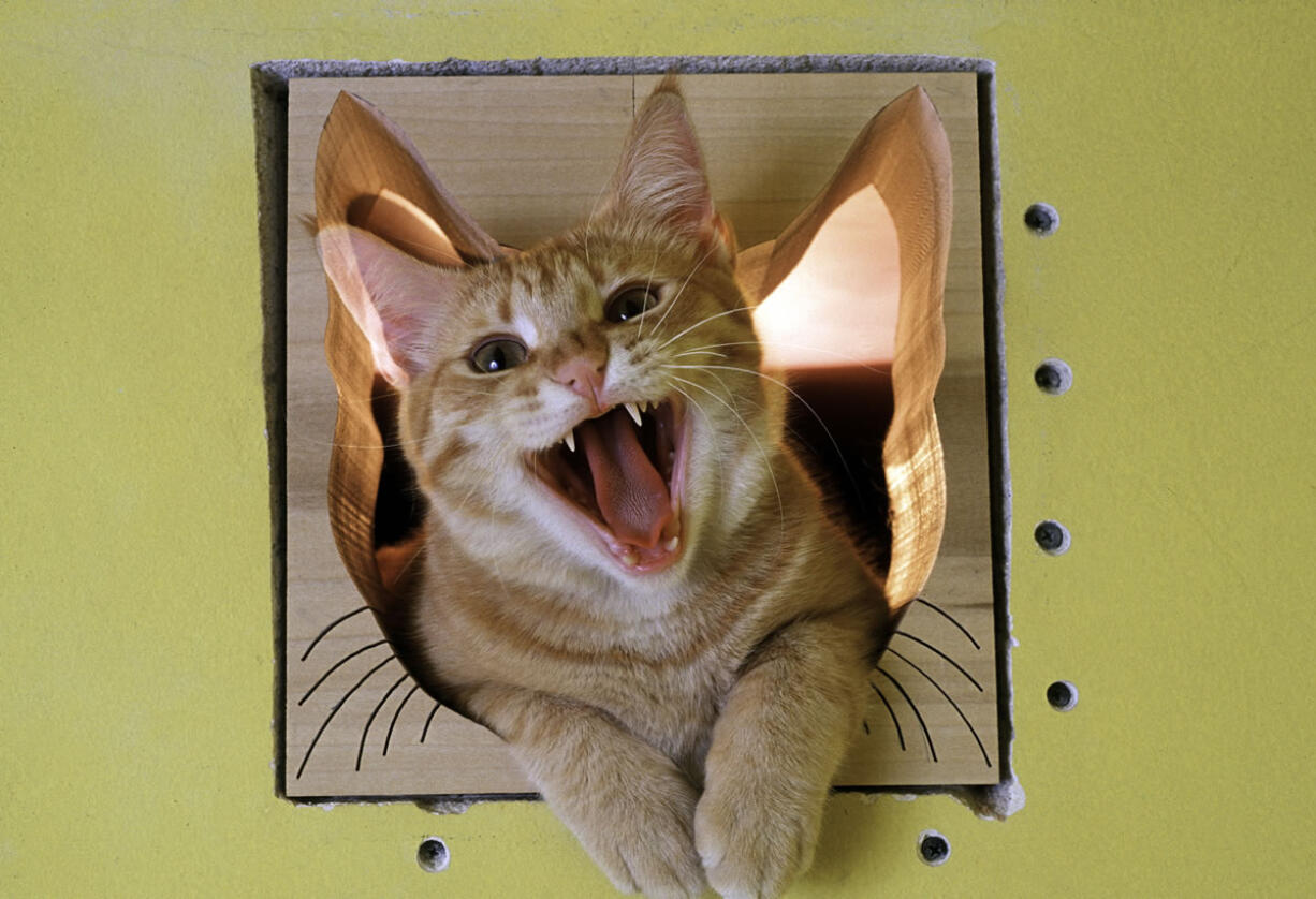 TOM CaT peers throughout a cutout image of a cat inside of a home in San Diego, Calif.