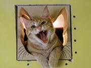 TOM CaT peers throughout a cutout image of a cat inside of a home in San Diego, Calif.