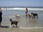 Dogs and their owners play in May at the Huntington Dog Beach in Huntington Beach, Calif., also known as Surf City USA.