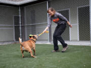 Musketeer, a 5-year-old sheperd-pit bull mix, plays with enrichment toys in the outdoor run with Lauren Zvernia, ASPCA animal behavior enrichment coordinator, at the ASPCA Behavioral Rehabilitation Center in Madison, N.J.