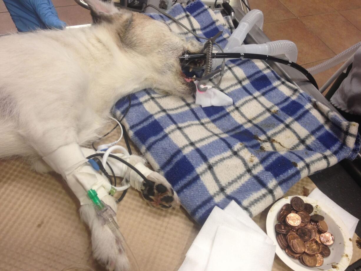 Jack, a dog who swallowed a pile of pennies, recovers after the extraction surgery in New York City in March.