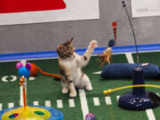 A kitten plays during the halftime show of Puppy Bowl IX in New York.