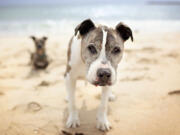 Sunny is Lori Fusaro's 16-year-old dog, shown here at Playa del Rey beach in Los Angeles.