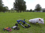 Potbellied pig &quot;Chris P. Bacon,&quot; owned by veterinarian Dr. Len Lucero, stands on the grass, in Sumterville, Fla. The pig was born without the use of his back legs.