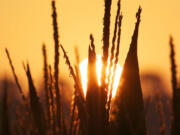 A corn field at sunrise near Springfield, Neb.