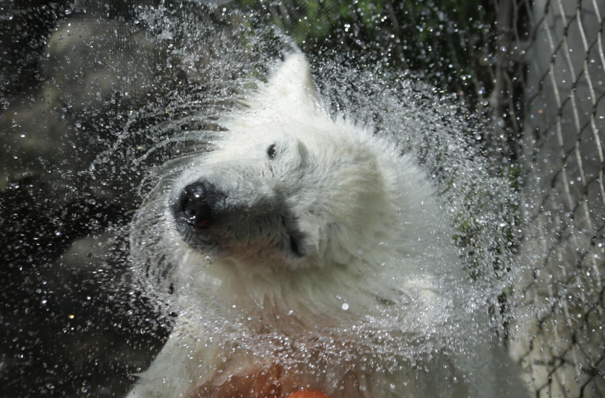 Luna, a resident polar bear cub, dries off during a news conference at the Buffalo Zoo in Buffalo, N.Y., on Wednesday.