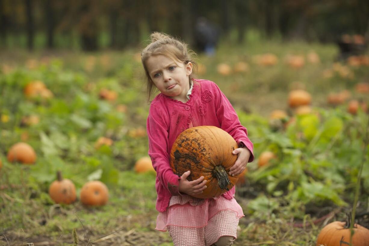 Maria Levanen, 4, from Yacolt, struggles with her pumpkin choice at the 18th annual Pumpkin Festival at Pomeroy Living History Farm, Saturday, October 12, 2013.