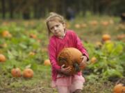 Maria Levanen, 4, from Yacolt, struggles with her pumpkin choice at the 18th annual Pumpkin Festival at Pomeroy Living History Farm, Saturday, October 12, 2013.