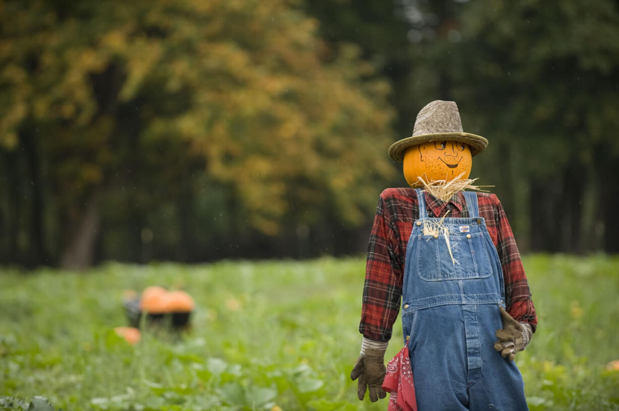 The 18th annual Pumpkin Festival at Pomeroy Living History Farm is today and Sunday in Yacolt.