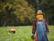 The 18th annual Pumpkin Festival at Pomeroy Living History Farm is today and Sunday in Yacolt.