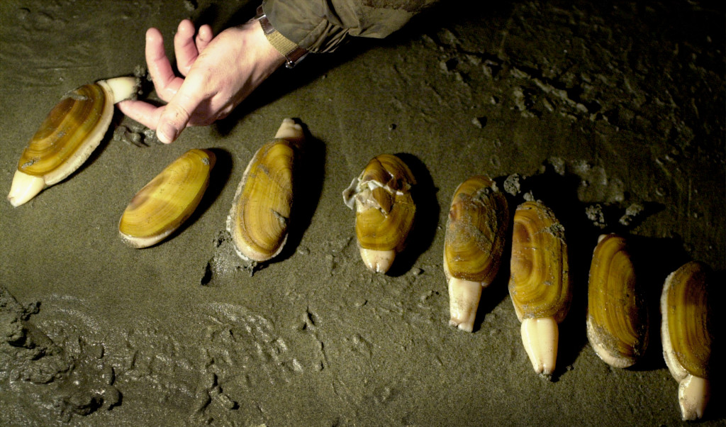 Razor clam season done on Washington coast The Columbian