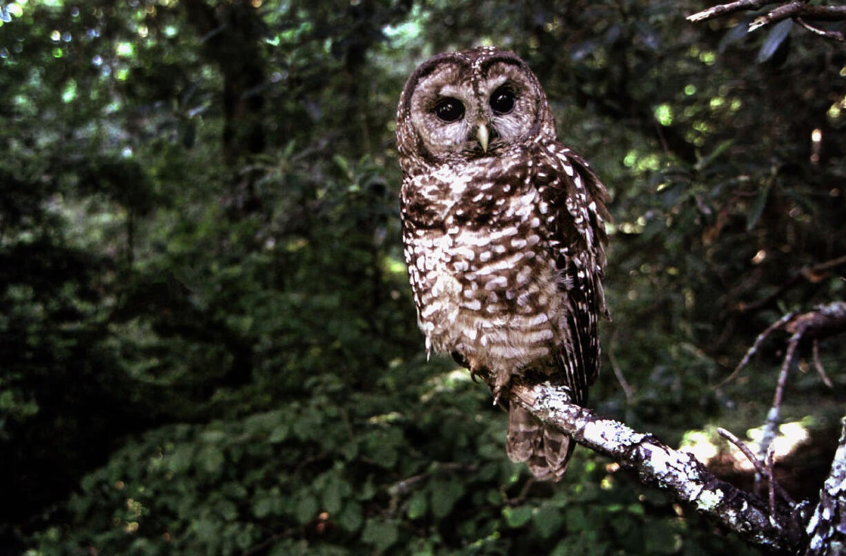 A Northern Spotted owl sits on a perch in Point Reyes, Calif.