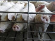 Hogs poke their snouts through a fence at a farm in Buckhart, Ill. on June 28, 2012.