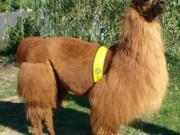 Dove Lewis
Rojo the Llama from Mountain Peaks Therapy Llamas will be the Grand Marshal for the 2013 Fred Meyer Junior Parade on June 5.