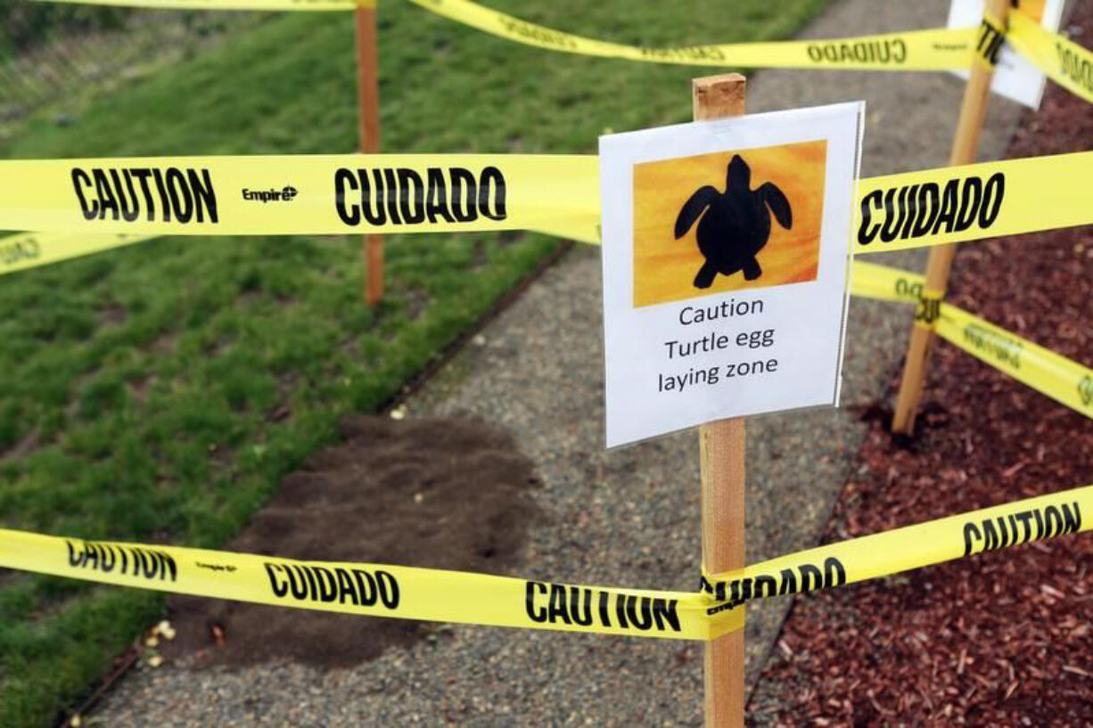 A turtle laid eggs in the parking lot of Capitol Subaru in Salem, Ore., but the eggs were nowhere to be found on Thursday afternoon.