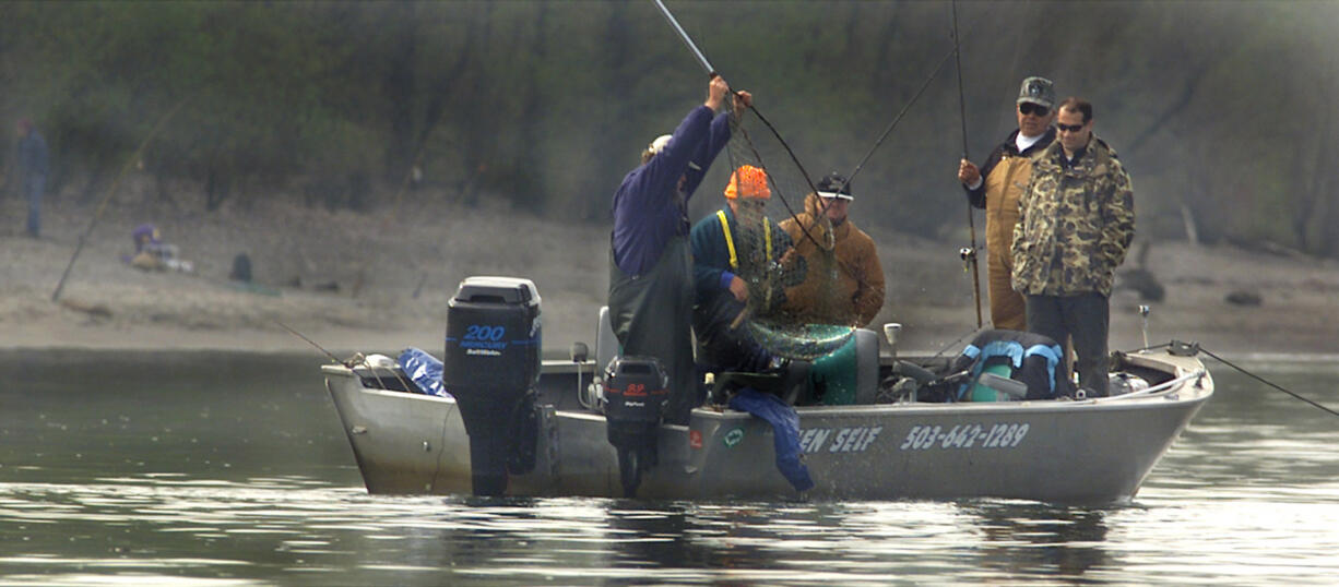 Salmon fishing in the lower Columbia reopens on Saturday.