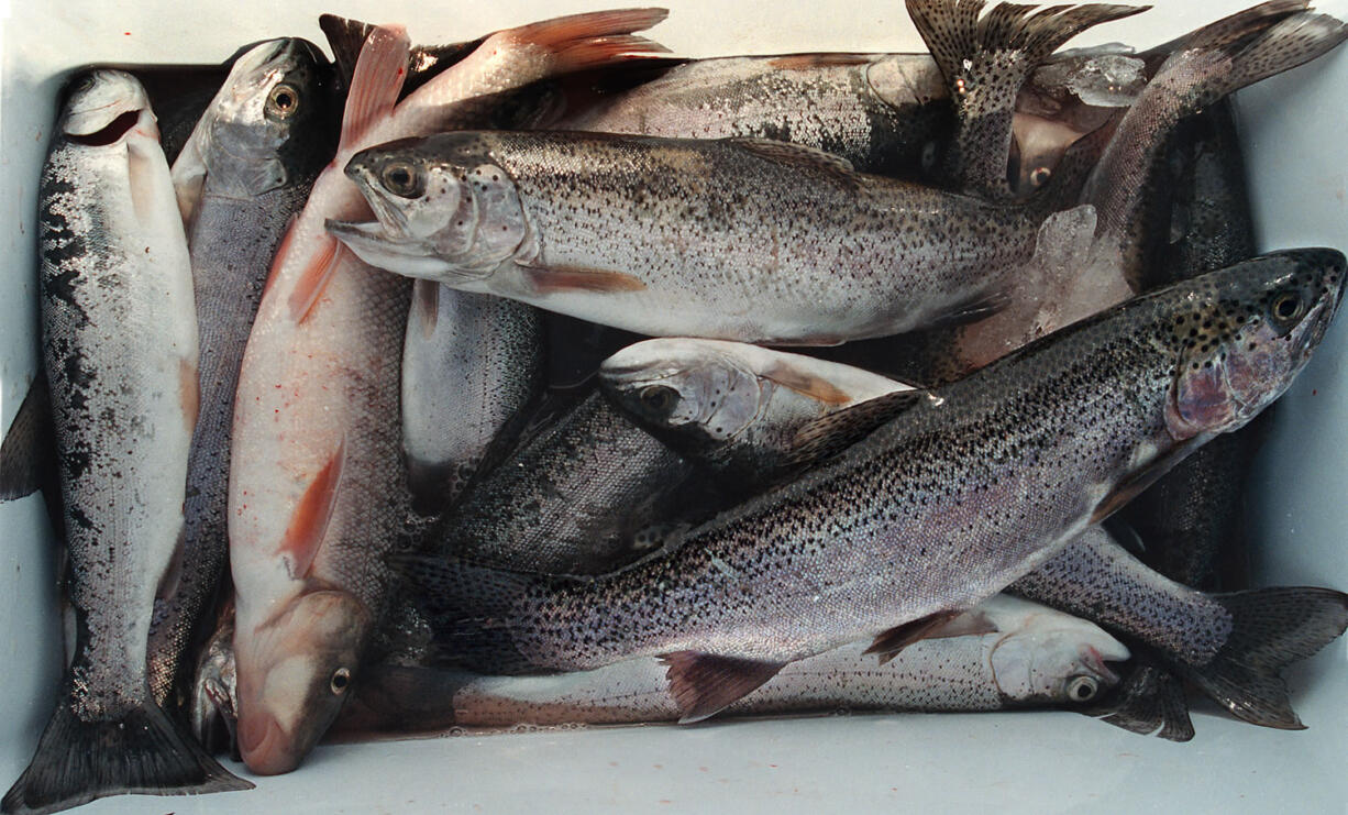 An ice chest of mostly rainbow trout caught at Swift Reservoir.