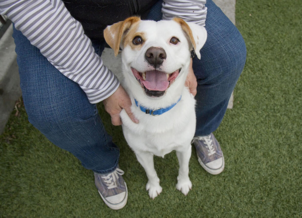 Former rescue dog Buddy smiles at his adoptive home in Los Angeles. Animal shelters and rescues become temporary homes to millions of dogs and cats every year, but no one has known exactly how many or how they got there.