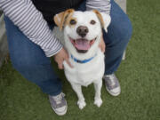 Former rescue dog Buddy smiles at his adoptive home in Los Angeles. Animal shelters and rescues become temporary homes to millions of dogs and cats every year, but no one has known exactly how many or how they got there.