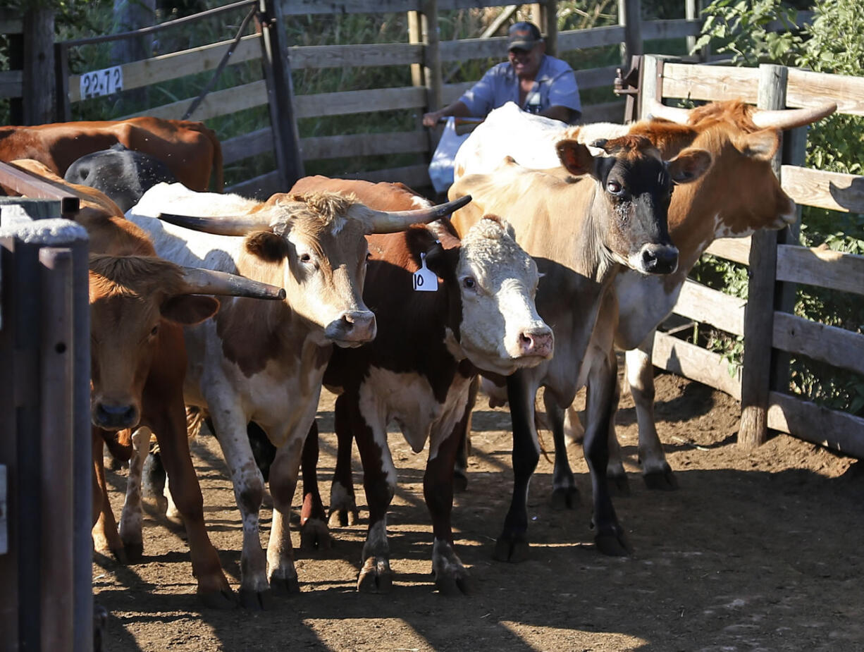 Cows are herded into waiting trucks Oct. 1 after an auction at the Oklahoma National Stockyard in Oklahoma City. Across rural America, farmers are feeling the effects of the federal government shutdown.