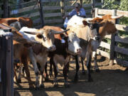 Cows are herded into waiting trucks Oct. 1 after an auction at the Oklahoma National Stockyard in Oklahoma City. Across rural America, farmers are feeling the effects of the federal government shutdown.