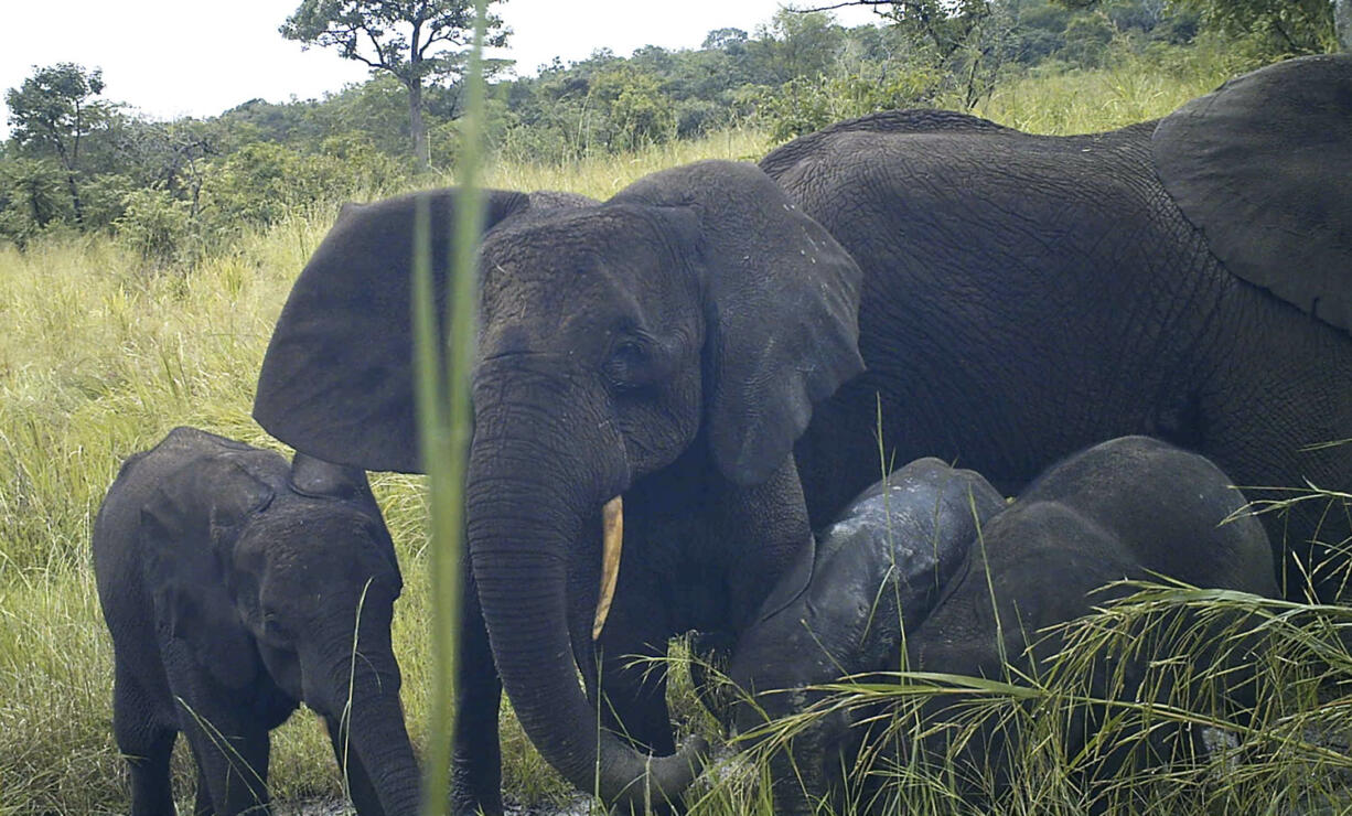 Rare African forest elephants (Loxodonta cyclotis) are seen Oct. 22 by a remote-sensing camera, in Western Equatoria State, South Sudan. The critically endangered elephant species has been photographed by researchers for the first time in South Sudan, significantly expanding the known range of the animal, but even in these remote forests it faces threats from illegal logging and from war.