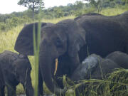 Rare African forest elephants (Loxodonta cyclotis) are seen Oct. 22 by a remote-sensing camera, in Western Equatoria State, South Sudan. The critically endangered elephant species has been photographed by researchers for the first time in South Sudan, significantly expanding the known range of the animal, but even in these remote forests it faces threats from illegal logging and from war.