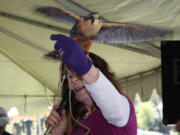 Cathy Wright's Aplomado falcon tries to fly off during a wildlife show at a previous Earth Day celebration presented by Clark Public Utilities' StreamTeam.