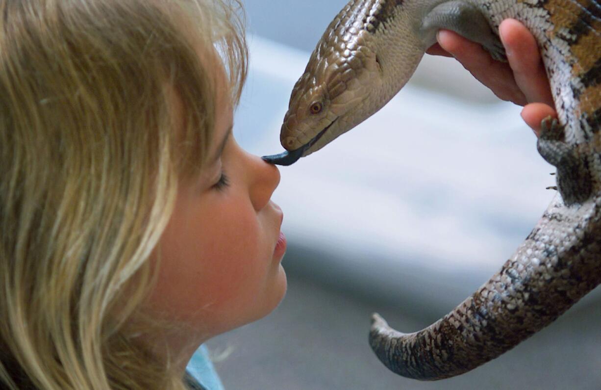 Courtney Manning, 4, gets a lick on the nose from an Australian blue tongue skink at a presentation of reptiles and snakes by Steve Lattanzi at a previous Sturgeon Festival.