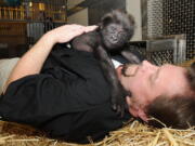 Ron Evans, Primate Center Team Leader at the zoo in Cincinnati, lays with a baby gorilla named Gladys the way a mother Western Lowland Gorilla would with her young.