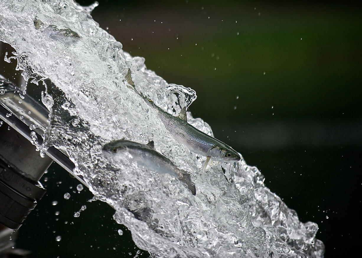 The Swift Reservoir fish collector system has capacity to move as many as 76,000 young salmon and steelhead downstream to the lower Lewis River.