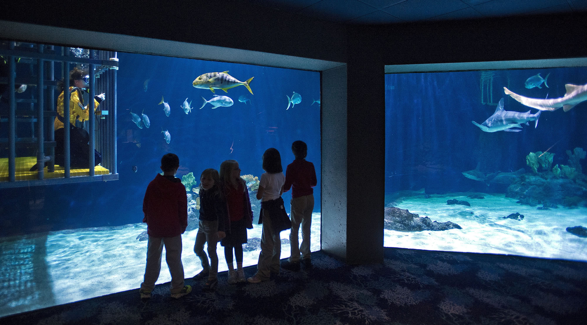 School kids are transfixed watching reporter Stacia Glenn on Thursday at the Point Defiance Zoo &amp; Aquarium as she takes an underwater cage dive, part of the zoo's new &quot;Eye-To-Eye Shark Dive.&quot;