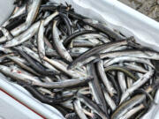 Dippers flock to the lower Cowlitz River whenever a sport season is open.