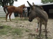 Emma the three-legged donkey looks on as veterinary equine expert Jim Brendemuehl works with his horse Tank in a corral in Auburn, Ala., on  July 11.